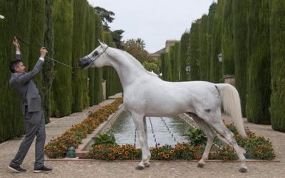 Resultados XL CAMPEONATO NACIONAL CABALLOS ÁRABES y nota de prensa