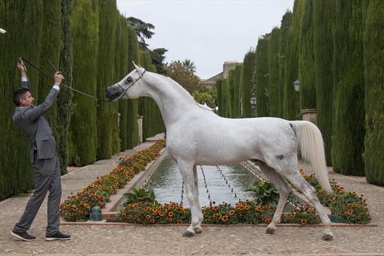 Resultados XL CAMPEONATO NACIONAL CABALLOS ÁRABES y nota de prensa