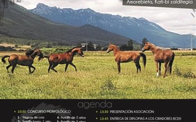 MORFOLÓGICO BCEH