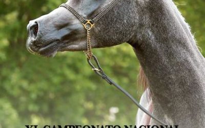 XL CAMPEONATO NACIONAL CABALLOS ARABES-CORDOBA