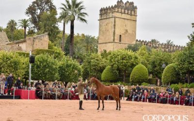Éxito de la Semana del Caballo Árabe de Córdoba