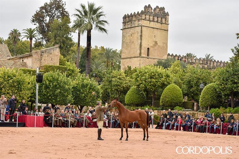Éxito de la Semana del Caballo Árabe de Córdoba