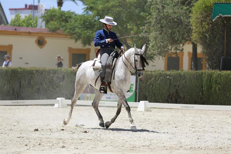 Yegua Pura Raza Árabe gana las Pruebas de Selección de Caballos Jóvenes de Doma Vaquera