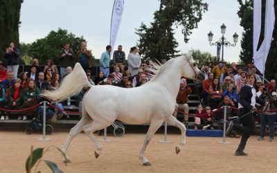 XLI Campeonato Nacional de Caballos Árabes