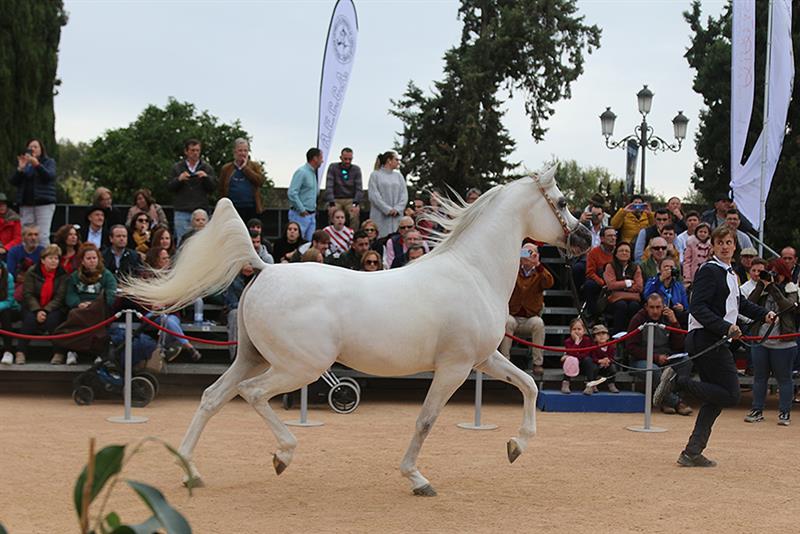 XLI Campeonato Nacional de Caballos Árabes