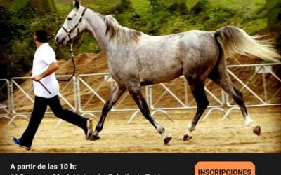 II Subasta & IV Concurso morfológico del caballo de raid