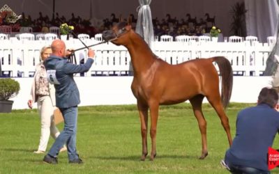 Vilma BV Medalla de Bronce en European Breeders Cup en Chantilly