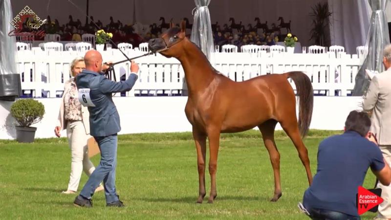 Vilma BV Medalla de Bronce en European Breeders Cup en Chantilly