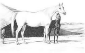 caballo1