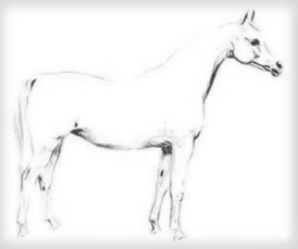 caballo3