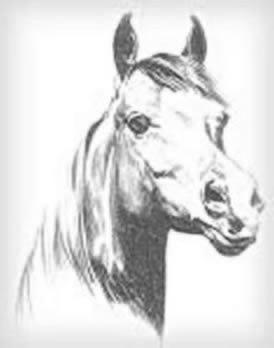 caballo4