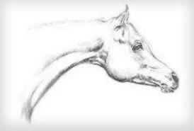 caballo5