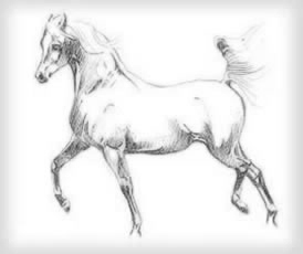 caballo7