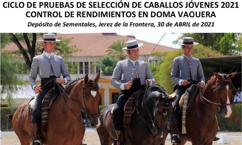 Pruebas de Selección de Caballos Jóvenes Doma Vaquera
