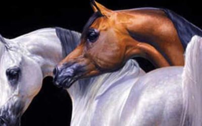 Trastornos Genéticos en el Pura Raza Árabe