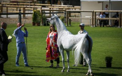 Grandes resultados para Al Shiraa Arabians en los últimos concursos morfológicos internacionales.