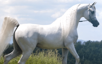 EXCALIBUR EA Campeón del Mundo de Sementales 2023
