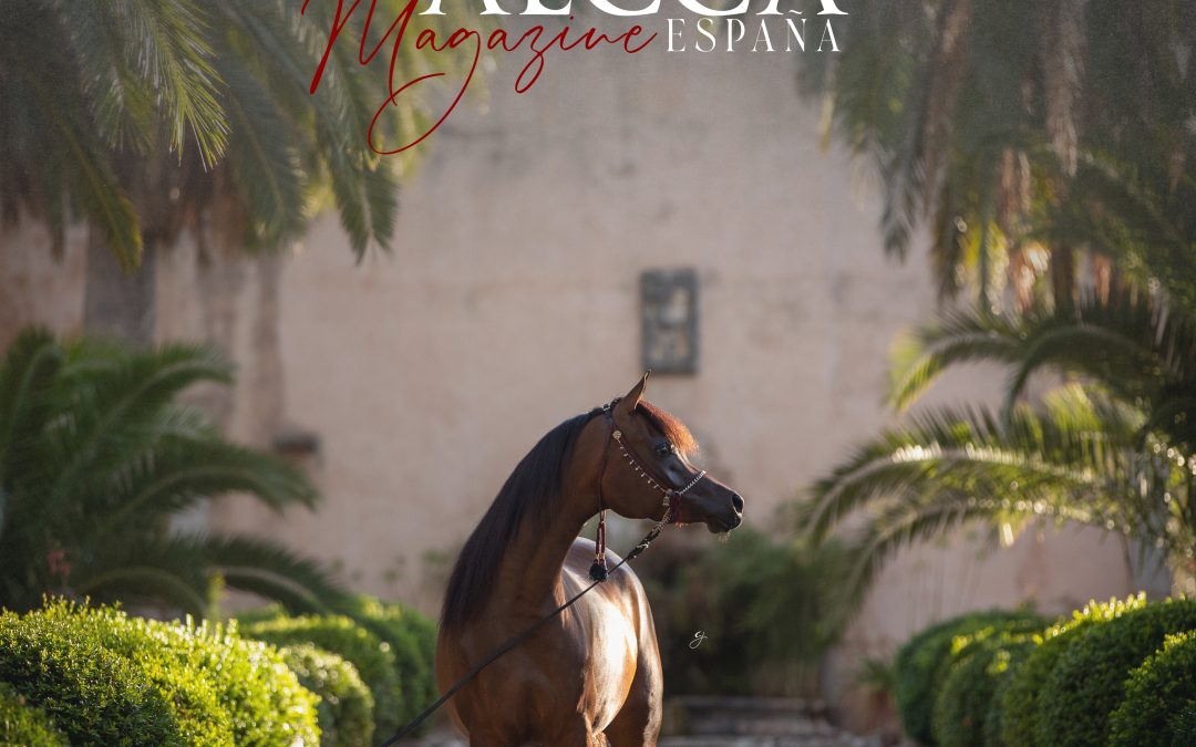 AECCA MAGAZINE La Revista del Caballo Árabe en España.
