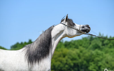 Calendario Concursos Morfológicos 2026