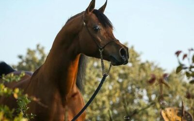 Ejemplares de Línea Española registrados en 2025