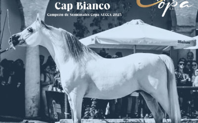 ¡Vuelve la COPA AECCA !