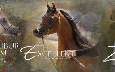 Sementales para Socios de AECCA temporada 2026