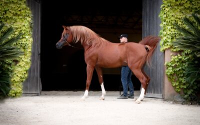 Al Shiraa Arabians dona una cubrición de AJ SANAD para el XLVI Campeonato Nacional de Caballos Árabes
