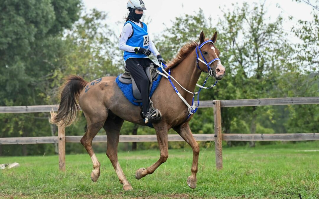 Los caballos árabes criados en España brillan en los podios de Monpazier