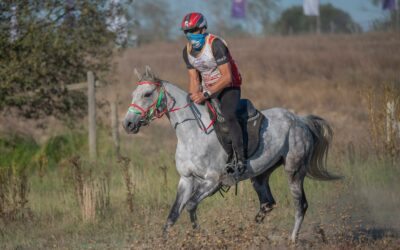 DESTACADA PARTICIPACIÓN DEL CABALLO ÁRABE ESPAÑOL EN BARROCA